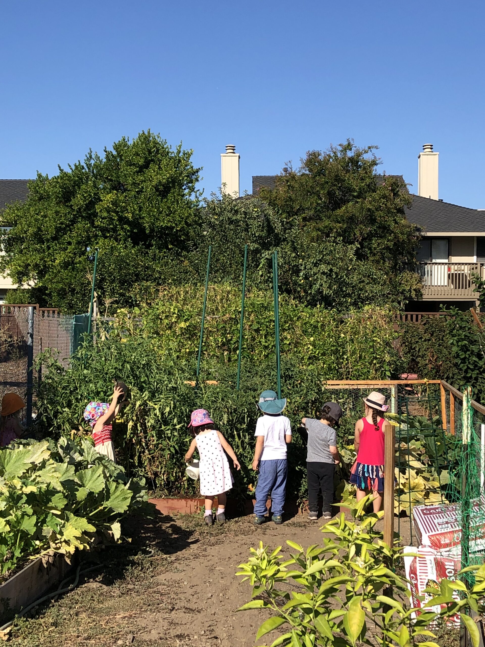 Children gardening in a sunny backyard with green plants.